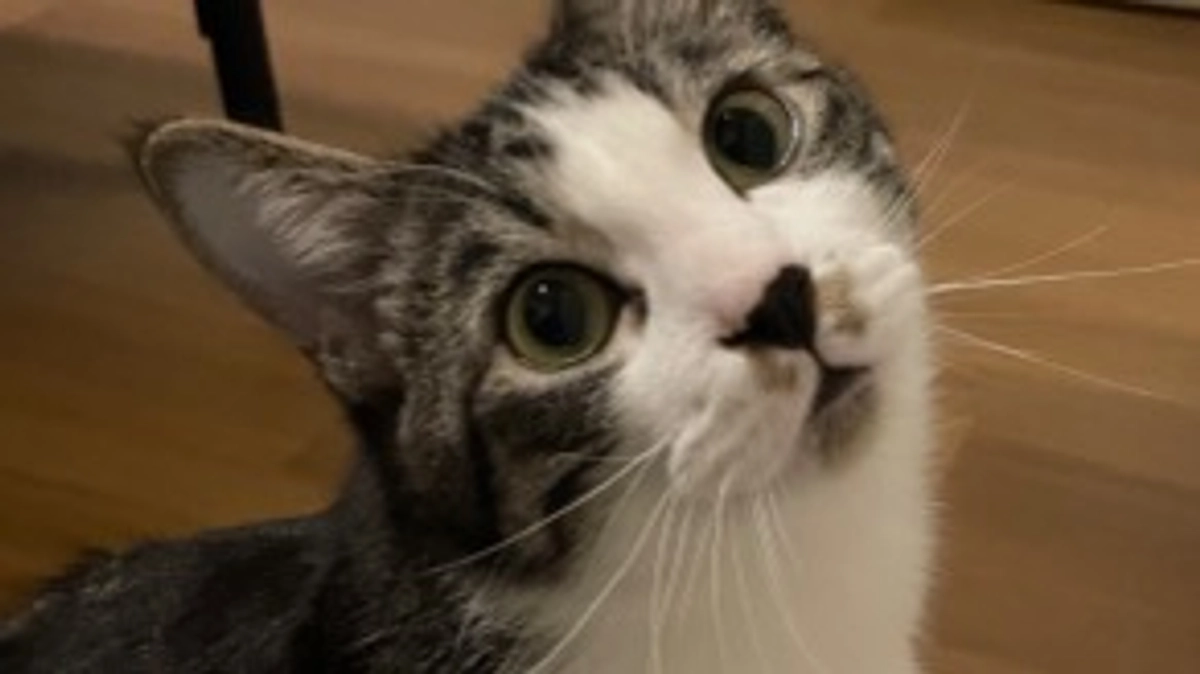 ピルカッターを買いました