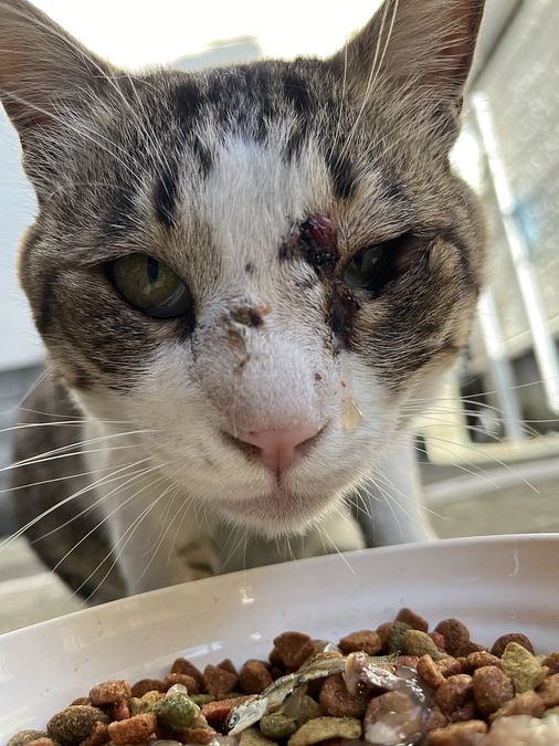 【活動報告】TNRM組の子怪我 パートⅡ