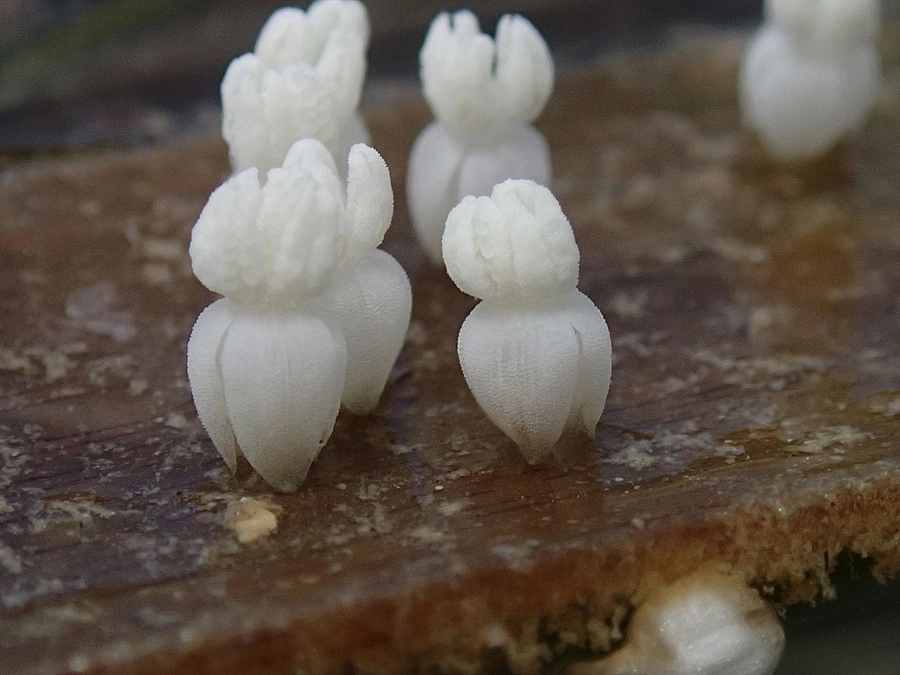 ② 花粉を運ぶメッセンジャー