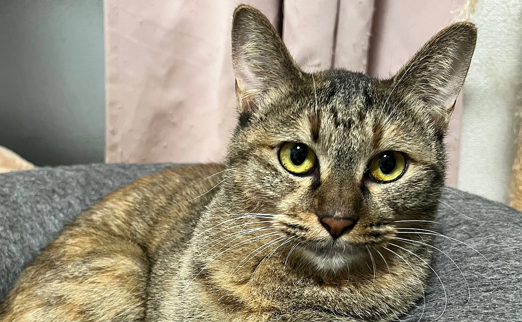 リターンなしコース5,000円