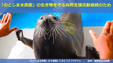 「のとじま水族館」の生き物を守る共同支援活動継続のために！ のトップ画像