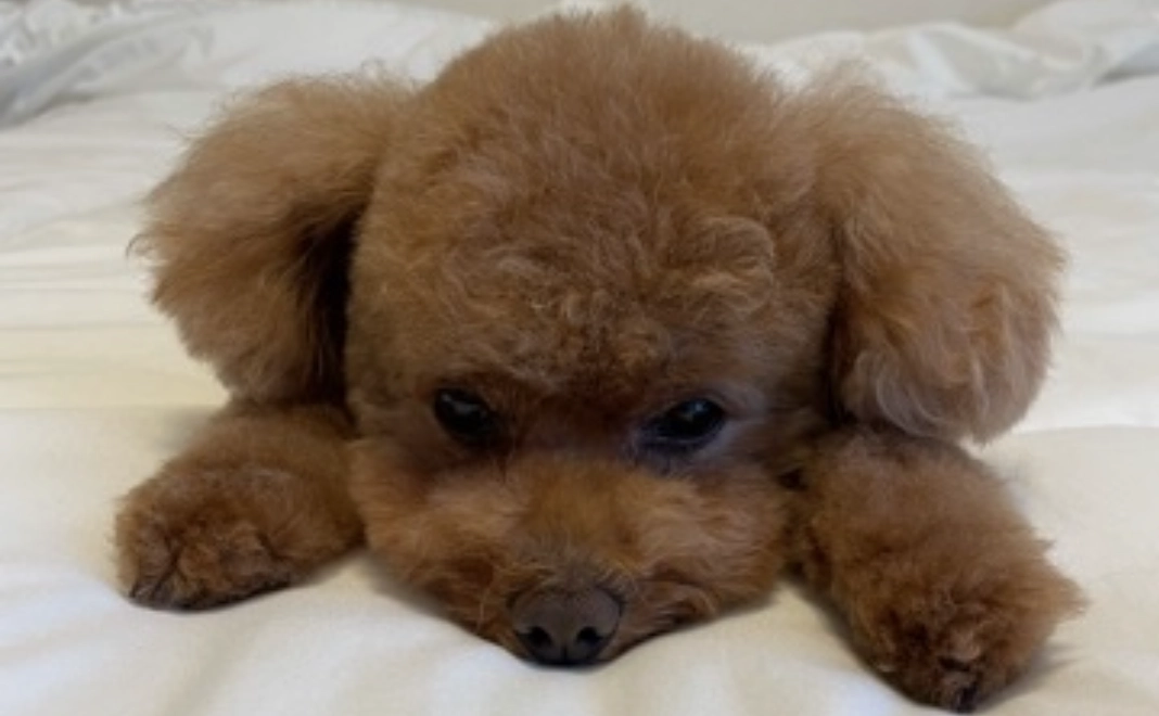 レイちゃんへのご支援ありがとうございます①