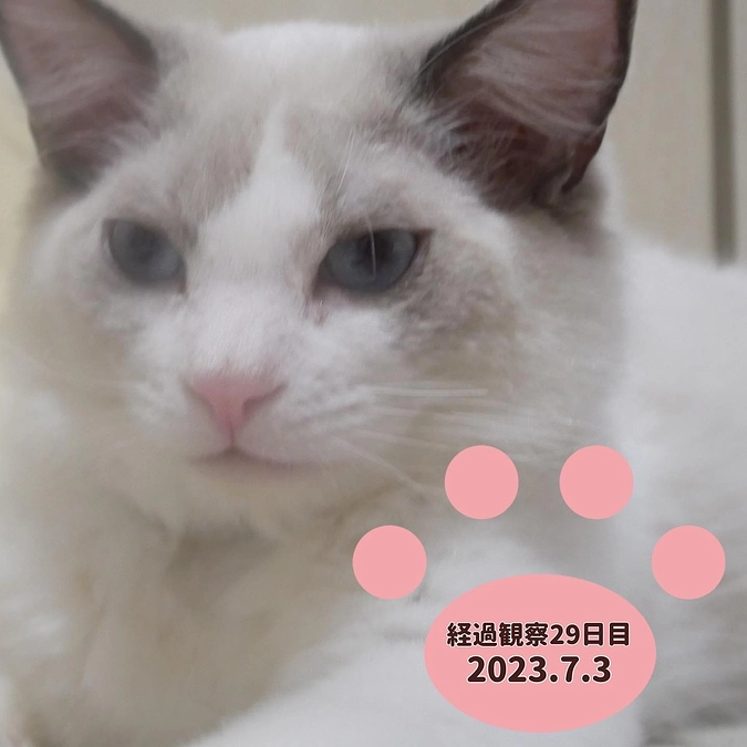 経過観察29日目(2023.7.3)