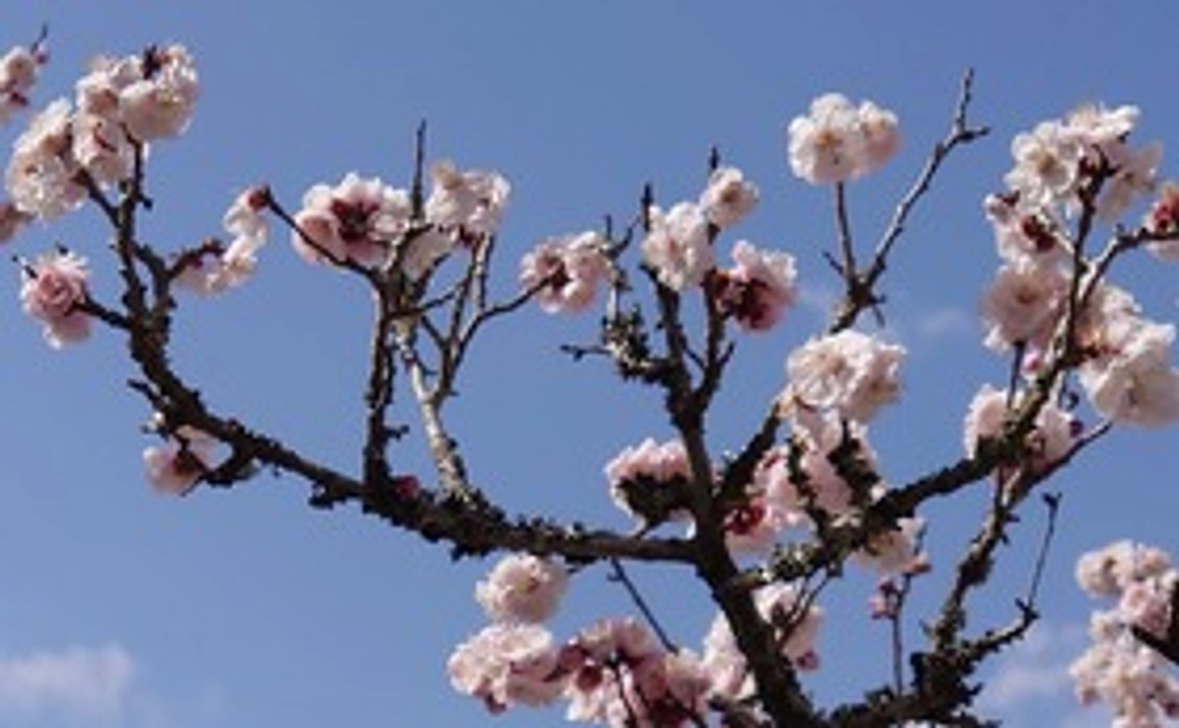 感謝のメール(風景写真付き)