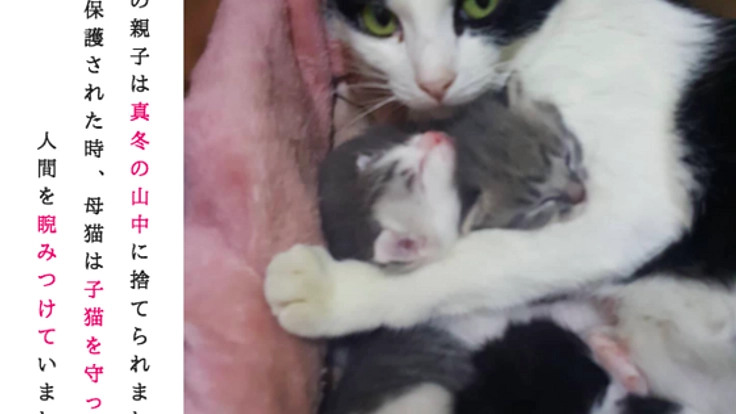 死ぬために生まれた命を見捨てない!第二シェルターを作りました