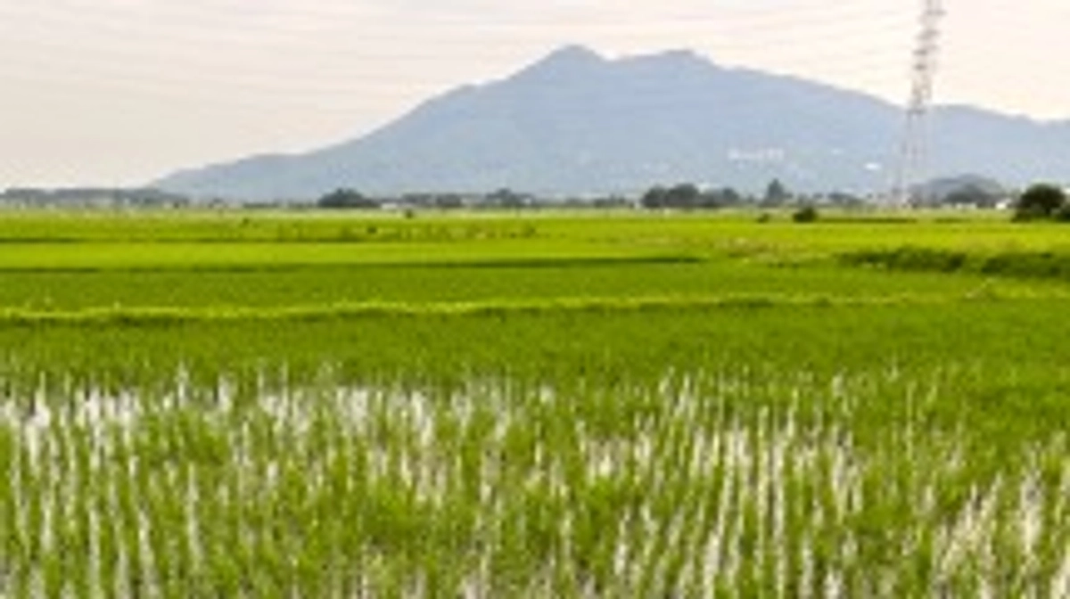 2024年「半夏生米」田植え後4週間目