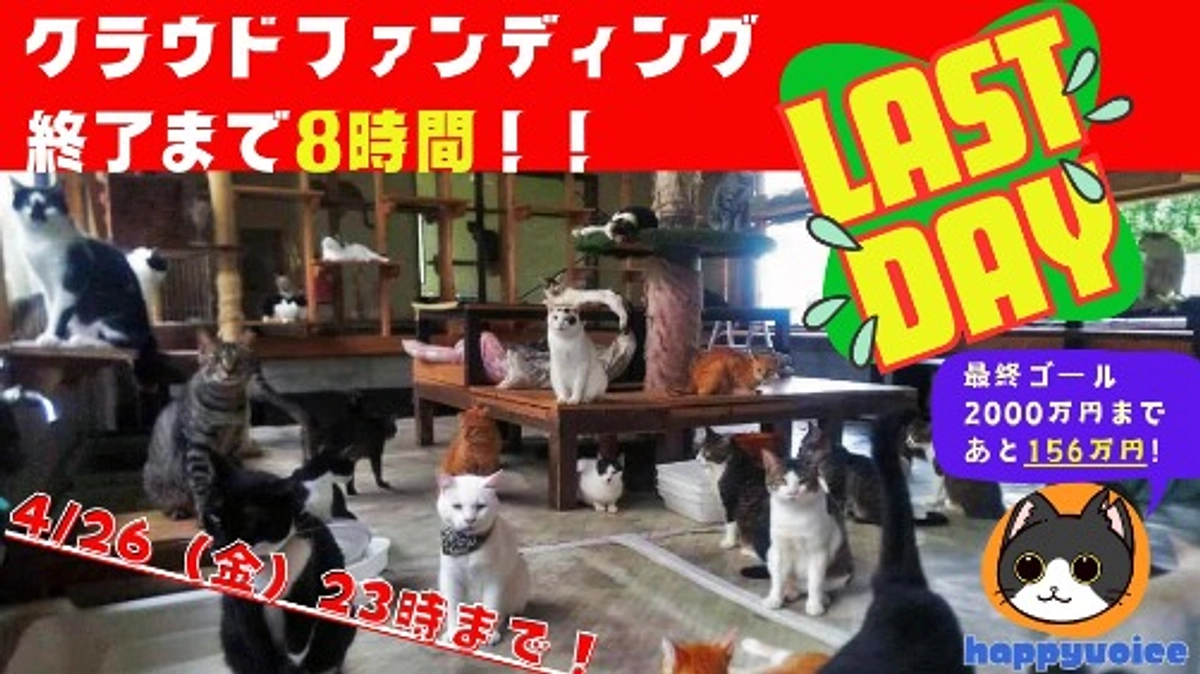 【残り8時間、あと156万円！！】手術後にリターンを断念した子たち・・・幸せな猫をふやしたい！！