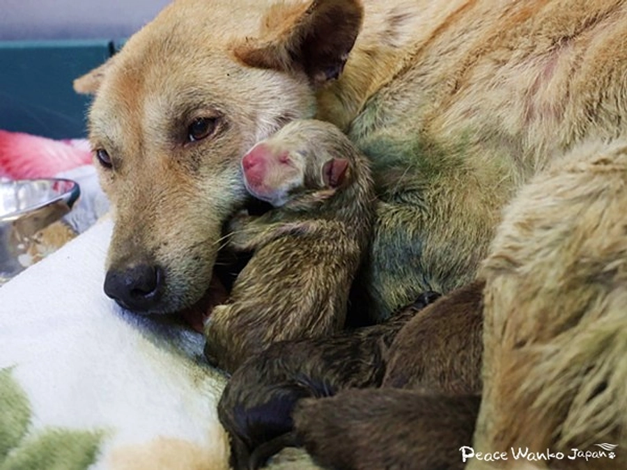 絶体絶命。下顎がない母犬と生まれたばかりの子犬の引き出し