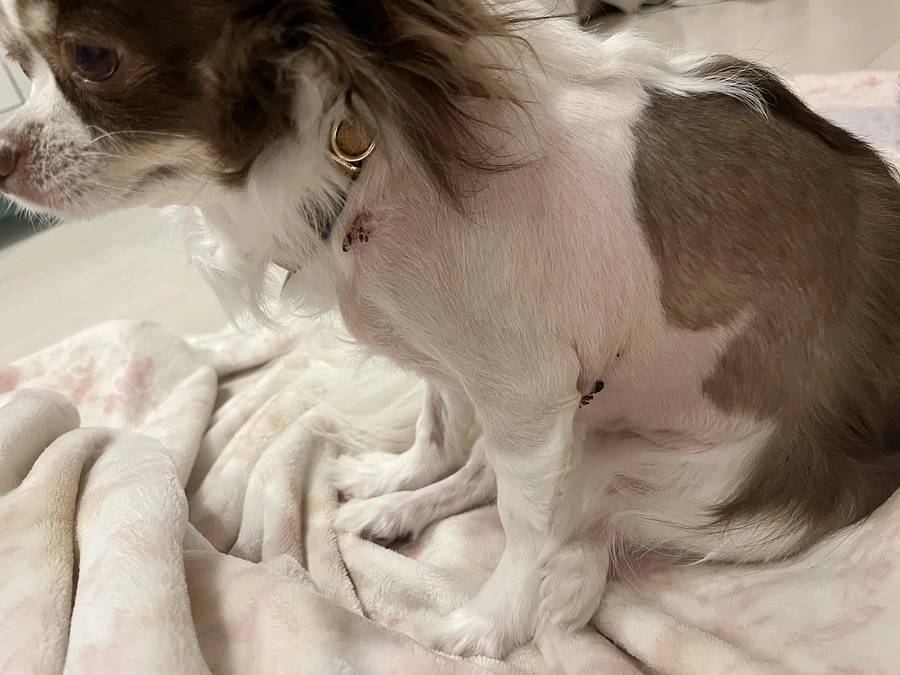 2023.12.19 抜糸に行ってきました🏥