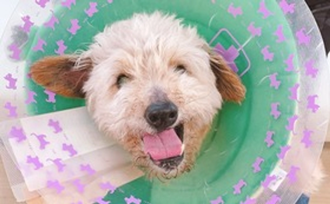 ガンにまけるな　もっぷにワンコイン　支援