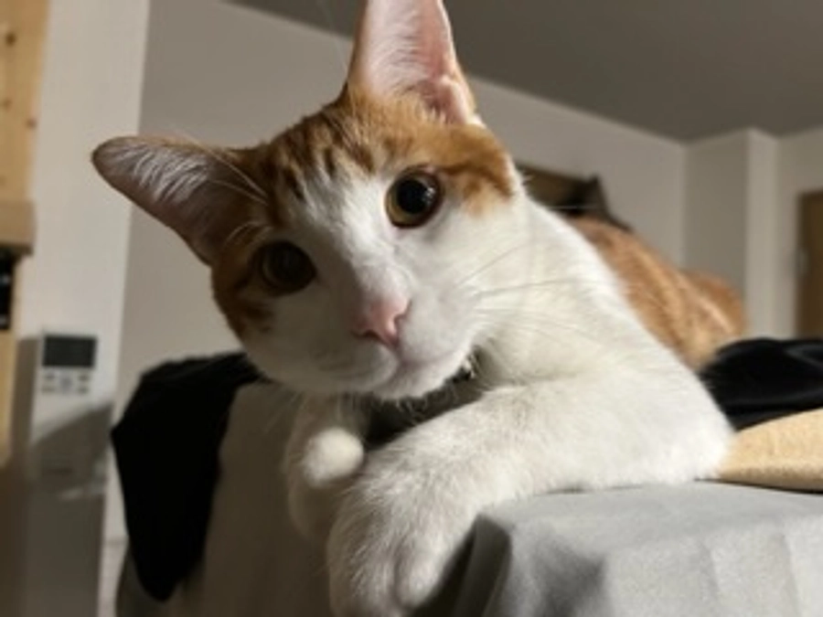 皆様ご支援ありがとうございます🌸