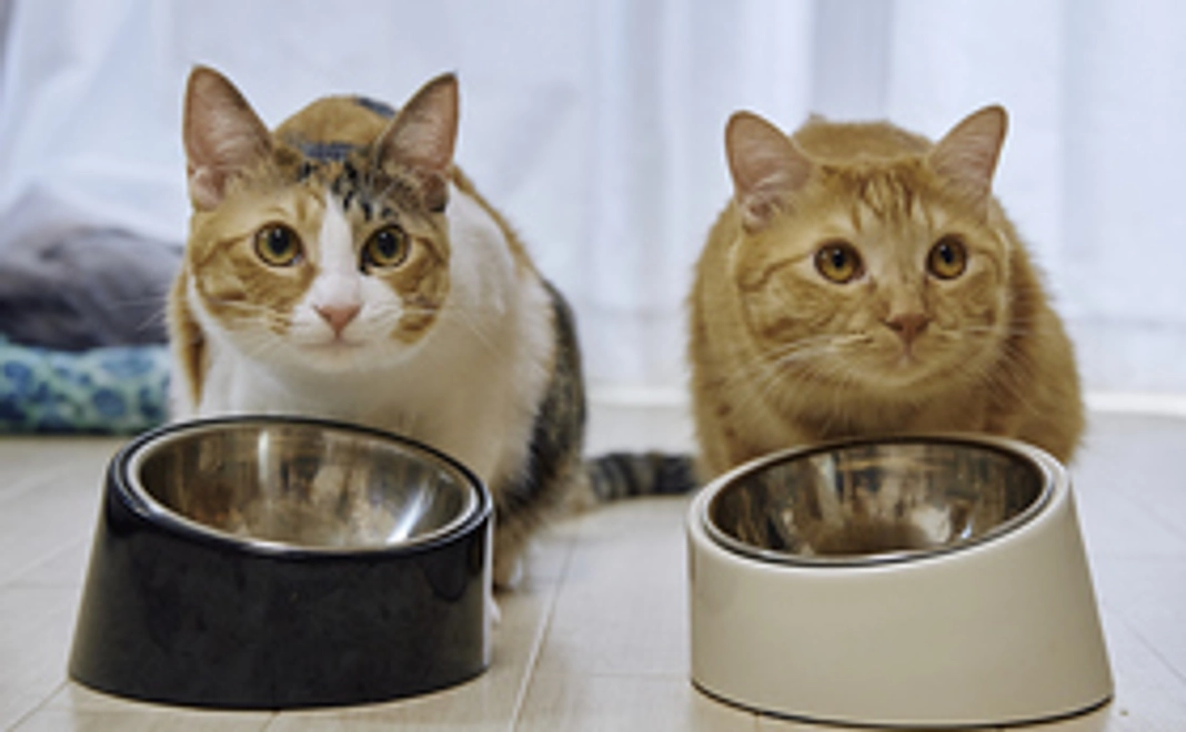 感謝の猫写真付きメールで応援