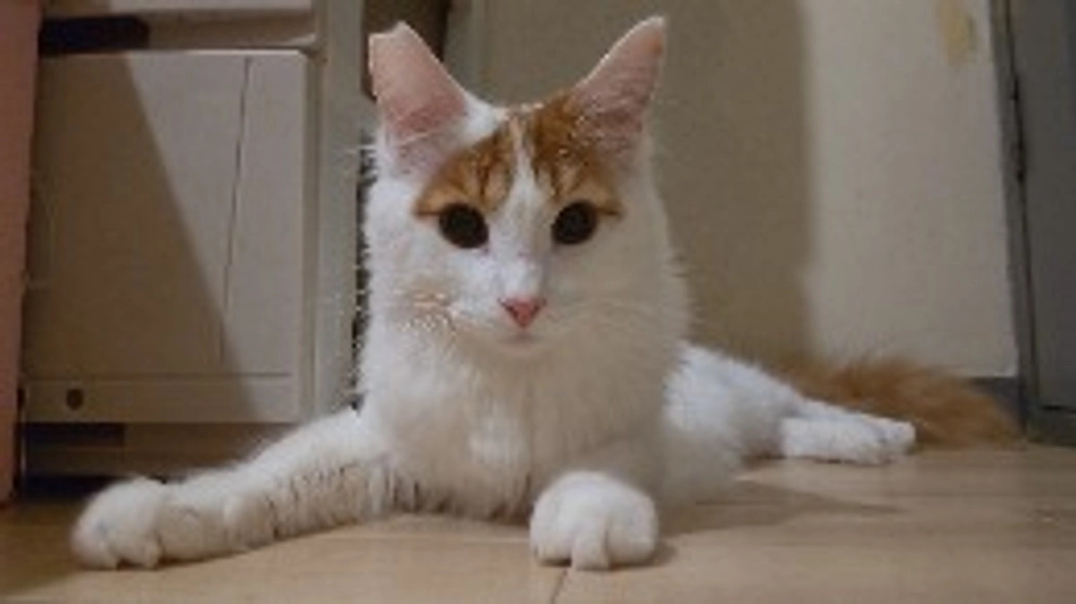 【97%到達】応援メッセージのご紹介