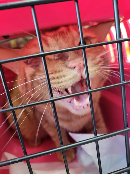 熊本組さん　半身不随の望　元半身不随のたこやき　