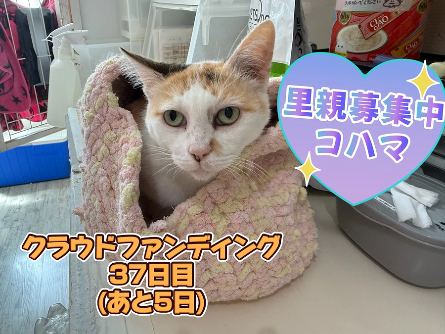 猫カフェの店員さん