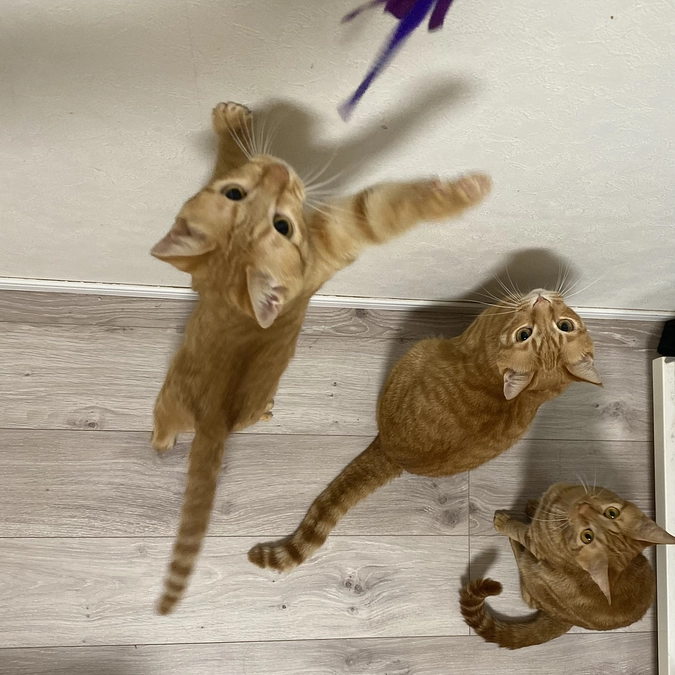 今日のモカ（経過観察5日目）🐱⭐️