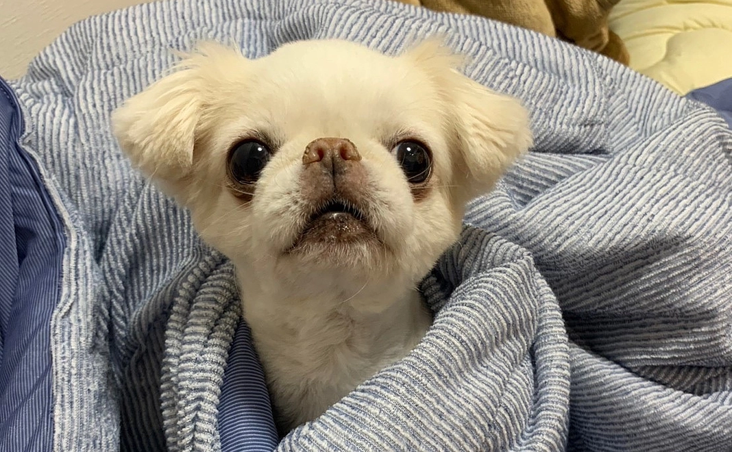 こむぎへの支援１