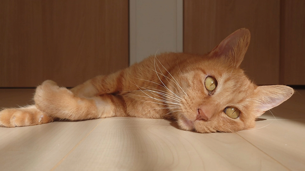 🐈ヨッちゃんのクラウドファンディング終了のお礼とリターンのお知らせ🐈