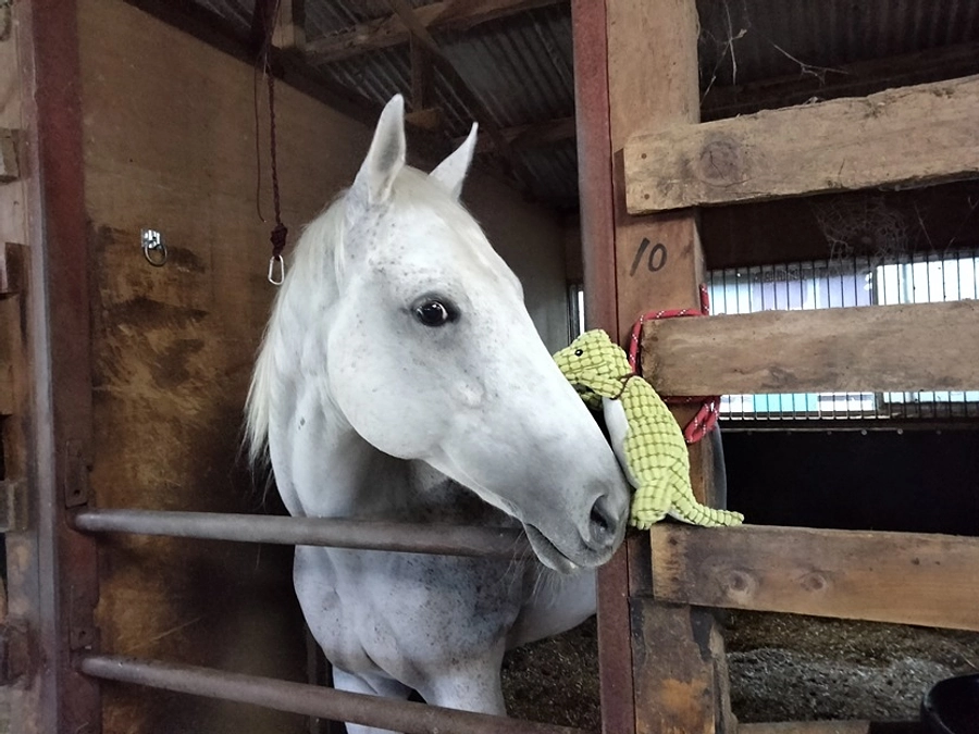 【終了まであと2週間を切りました・・・！】ぶーちゃま腰フラ発症から一年。