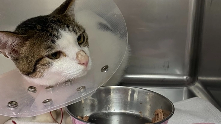 難病【再生不良性貧血】の福君（一才）を救いたい！