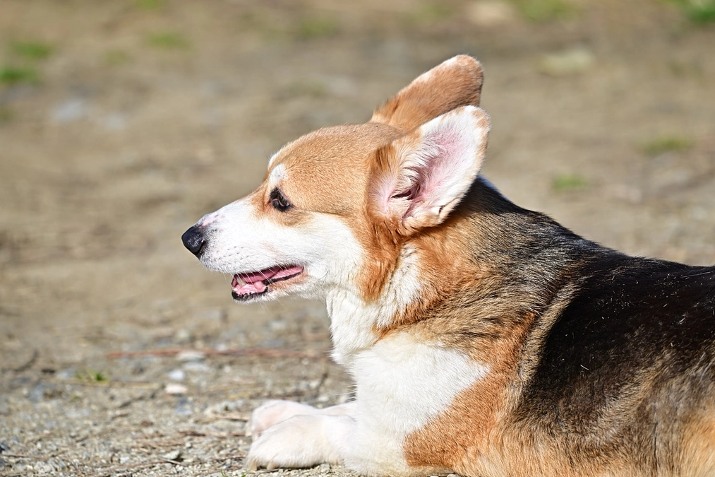 【残り7日‼️】ハンデを抱かえる犬猫達に未来へ拓くリハビリスペースを‼️