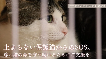 【第4弾】止まらない保護猫からのSOS。尊い猫の命を守り続けたい のトップ画像