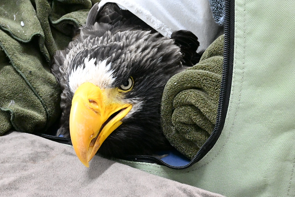 列車事故で脊椎を損傷していたオオワシ死亡