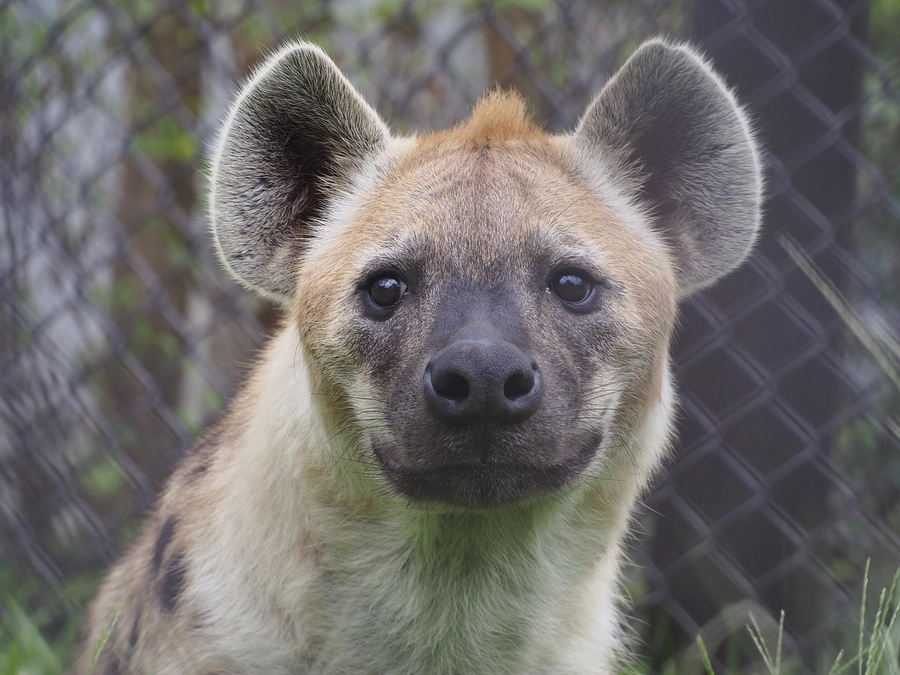 動物福祉の取り組み事例のご紹介 〜屠体給餌（とたいきゅうじ）〜