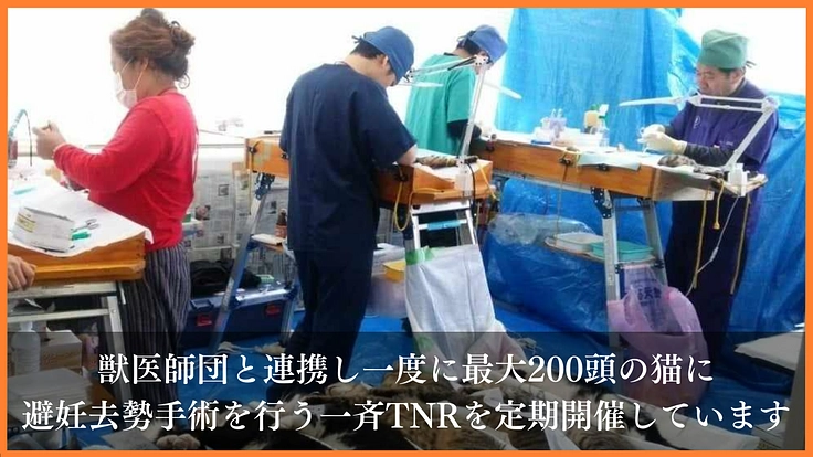 野良猫がいない未来へ｜一斉TNR会場を併設した新シェルターの開設へ 3枚目