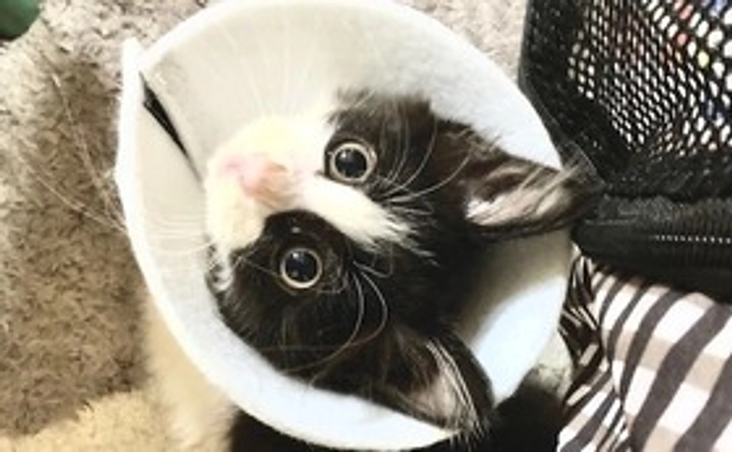 リターン不要、ハチ君応援！！