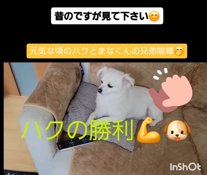 【残り４０時間】Instagramに昔の動画を載せました🤭❣️