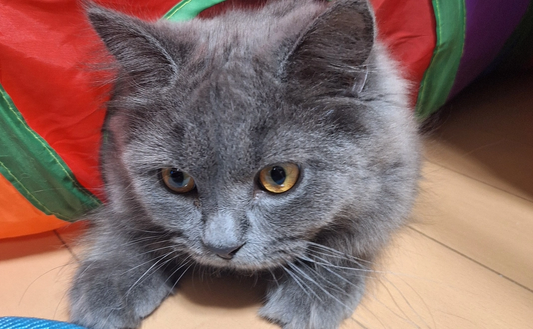 ポンちゃん明日のために3