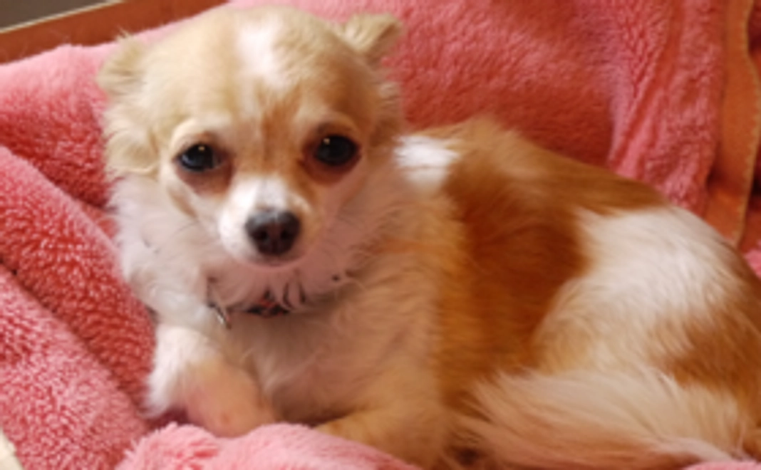 【保護犬猫をしあわせな猫生へ！CDとTシャツで応援】