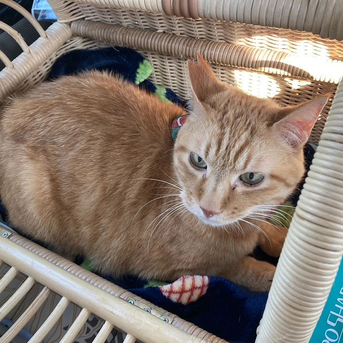 本日も３にゃんず病院へ