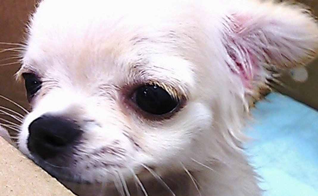 華をたすけてください  1