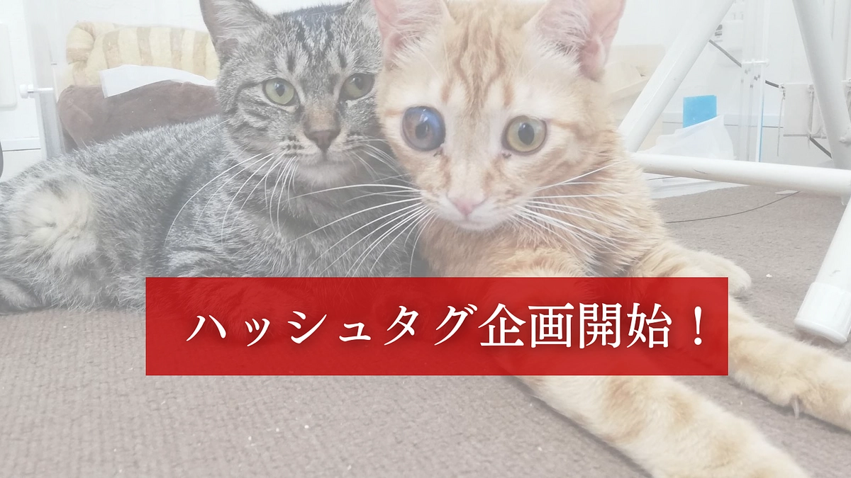 【残り3日】ハッシュタグ企画も開始！皆さまのご協力が私たちの力になります！