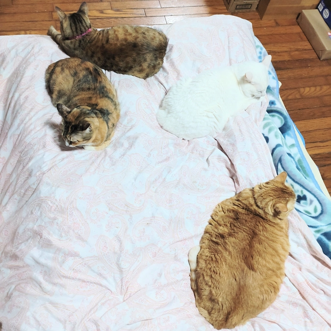 寒がり　女子〜ズ😺