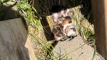 野良猫達を救いたい。川辺の捨て猫が繁殖し30匹以上います！ のトップ画像