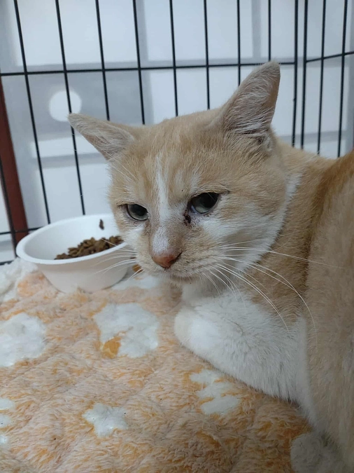 「きなこもち」と言います。保護したらFIPでした。