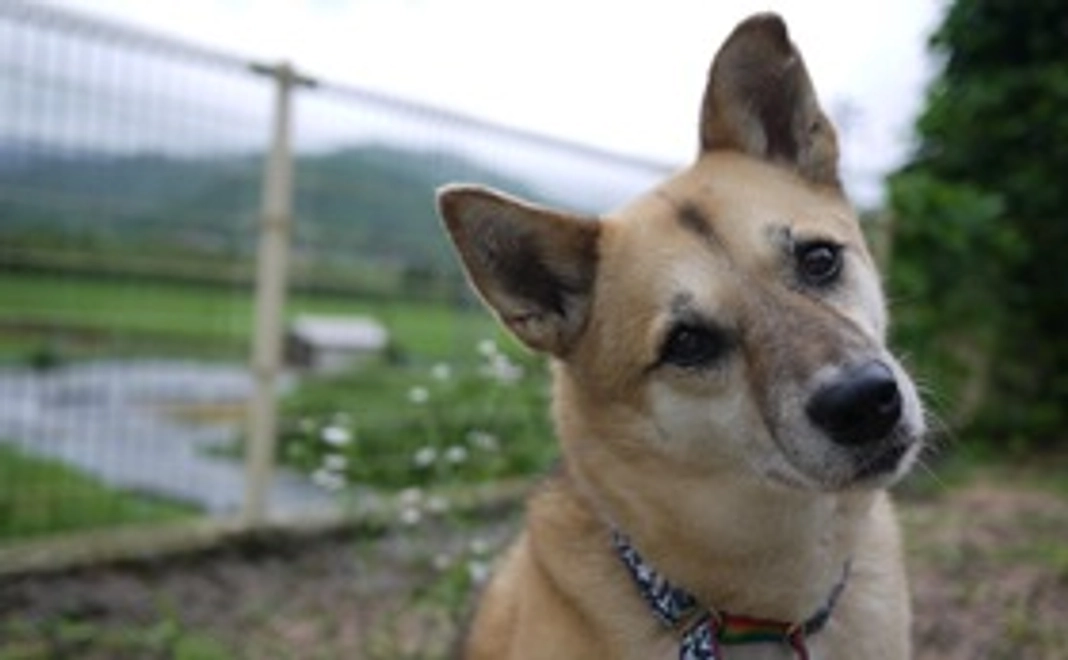 ありがとうメール