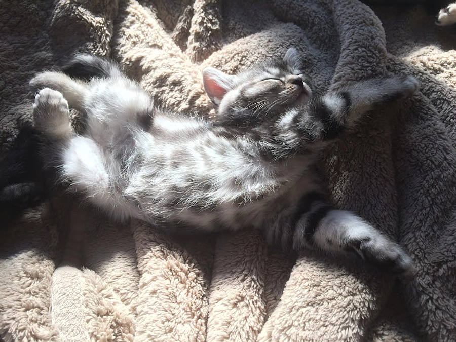 子猫捜索!!今後について