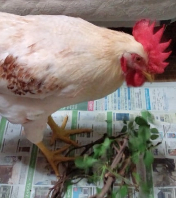 里親さんから嬉しい近況報告