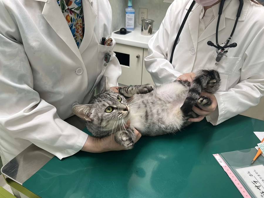 アレルギーがあるらしいの。わたしと一緒に暮らすのはやっぱり大変なのかな・・サラちゃん通信