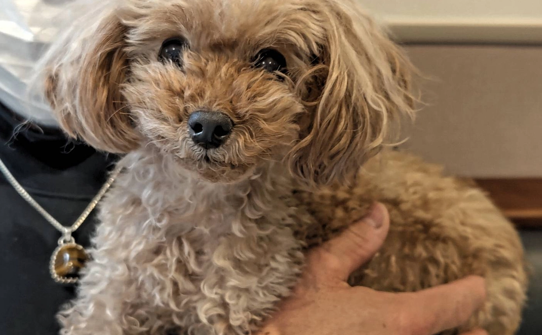 リンスを救う！応援団.2