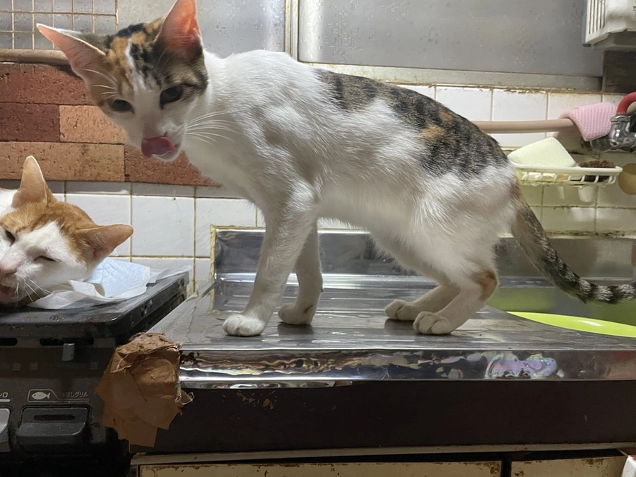 【2022年の初めての多頭飼育崩壊現場対応 〜その１〜 】空き状況の厳しい時にきたレスキュー依頼