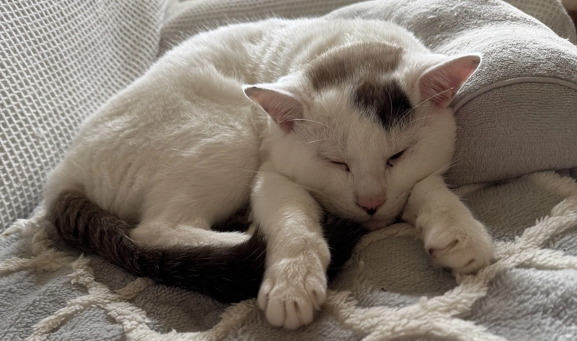 シンバのヘルペス