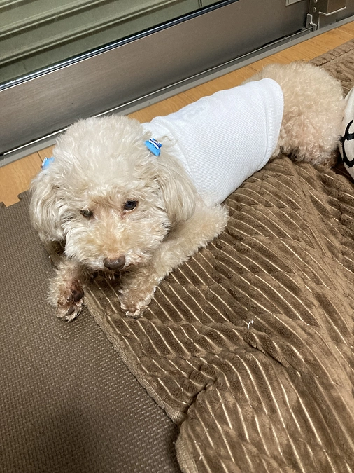 バンビ退院しました！