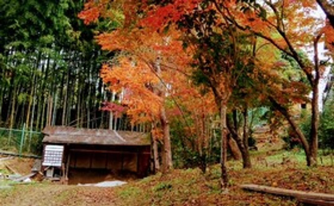 京都の竹林と桜と紅葉の弓道場で弓を気軽に愉しめる権利×3回(昼間)