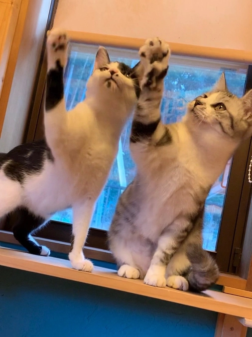 残り25日！猫たちの健康の為に！長持ちで衛生的な流木キャットタワーを