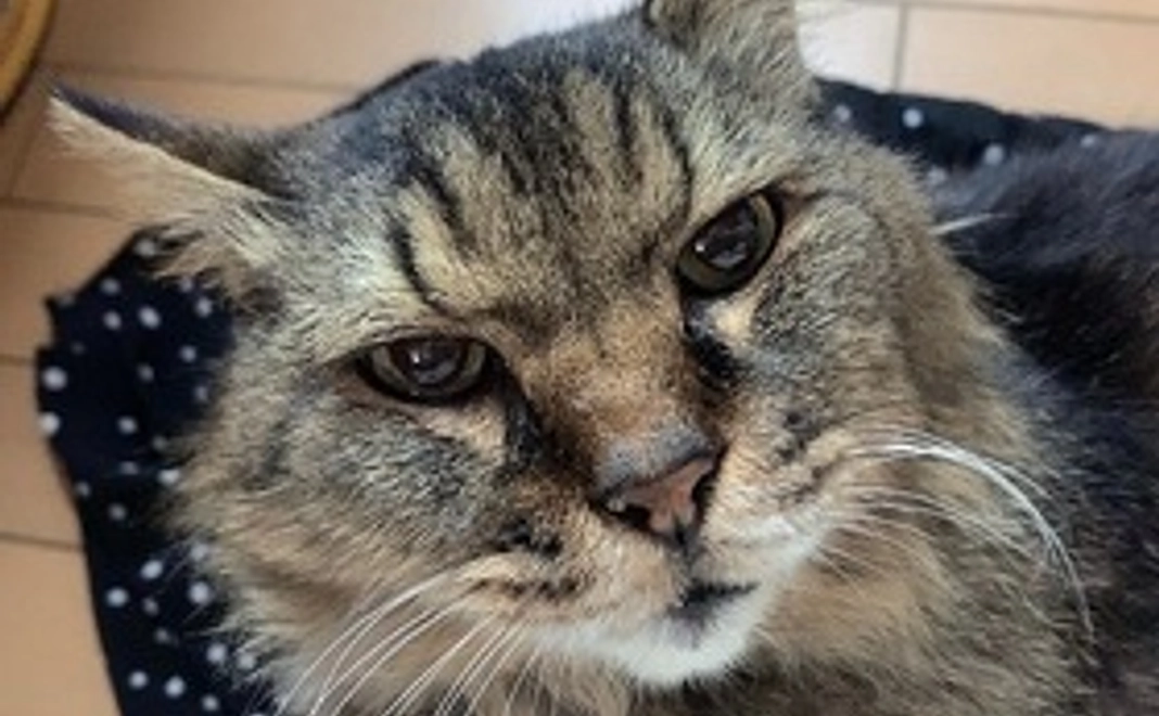 犬猫の首輪orリード